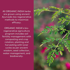 ORGANIC INDIA textura del polvo Triphala en primer plano, aspecto fino y puro