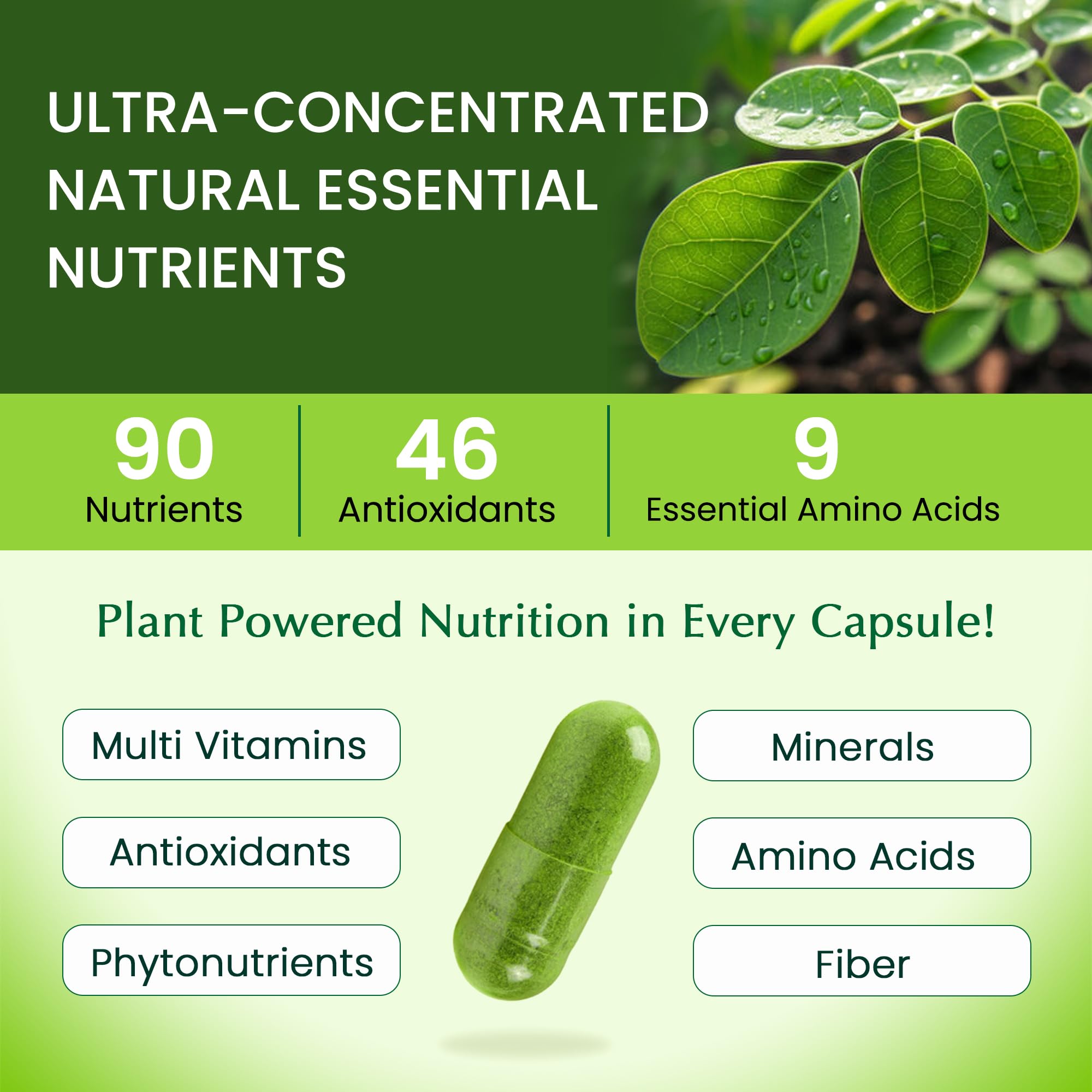 Organic Veda polvo de moringa en primer plano señalando su textura fina y pureza