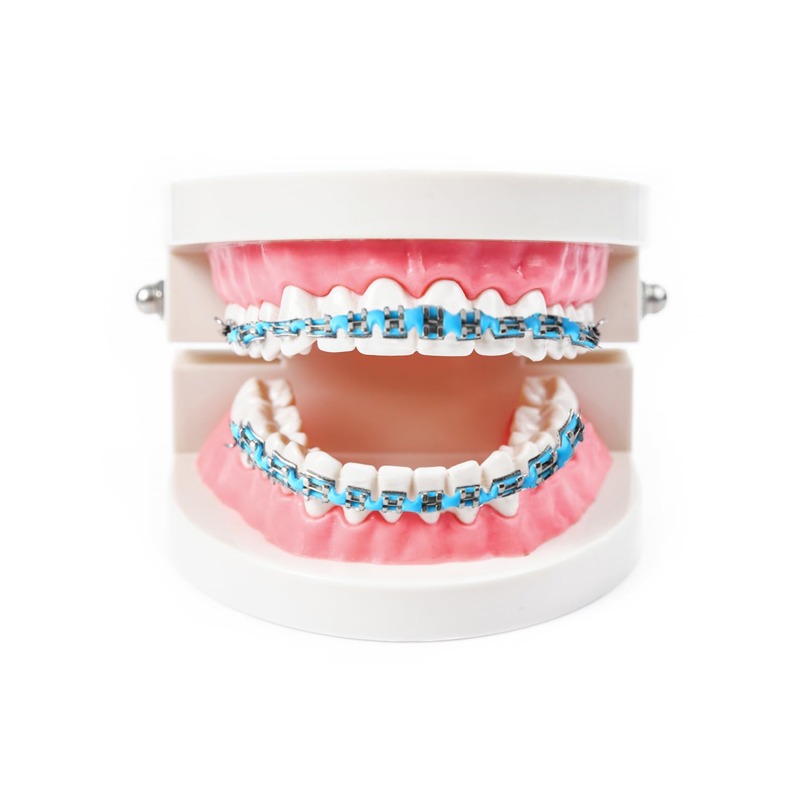PKRFCJ brackets en modelo dental para prácticas y mejor comprensión