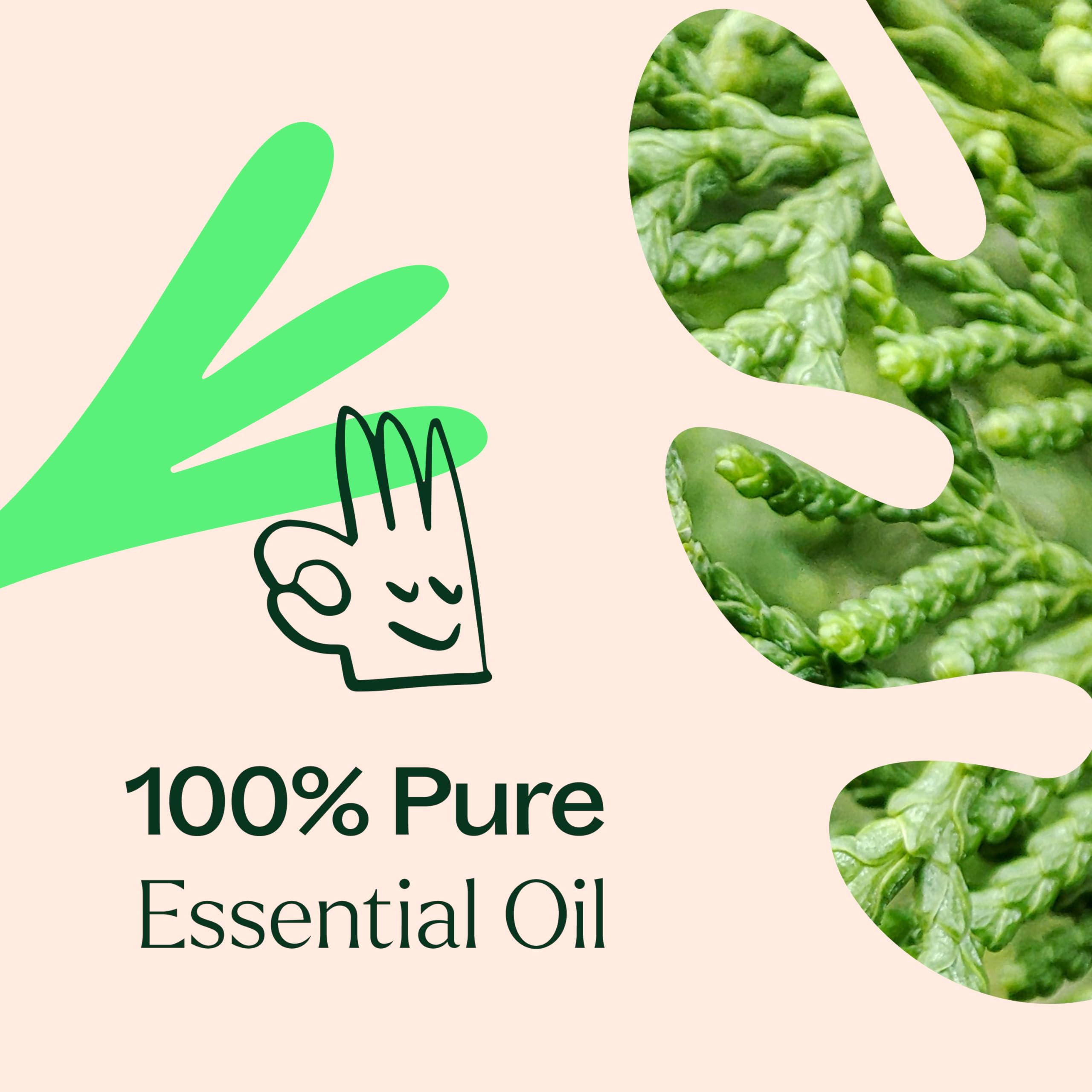 Etiqueta Plant Therapy mostrando ingredientes naturales y transparencia
