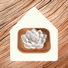 Plant Therapy base de madera natural estable y estética