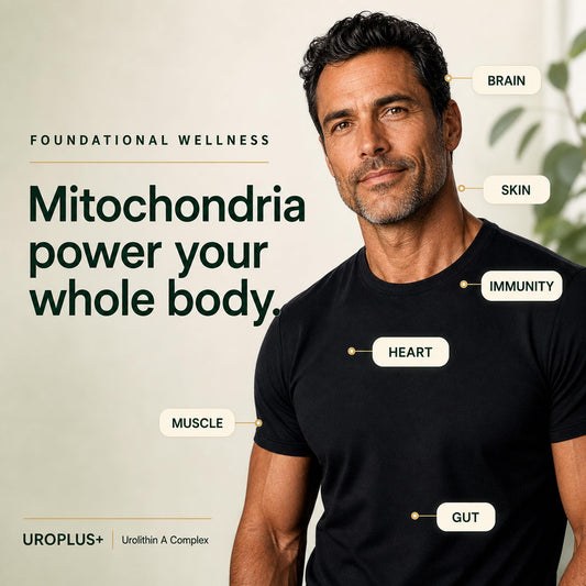 Plus+Ultra cápsula en primer plano destacando entrega liposomal y pureza