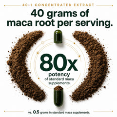 Plus+Ultra textura del polvo de maca gelatinizada, extracción orgánica