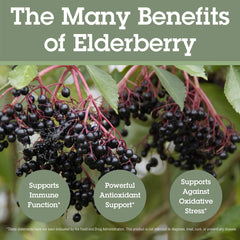 Quantum Health Black Elderberry label closeup highlights potency and 5% flavonoids