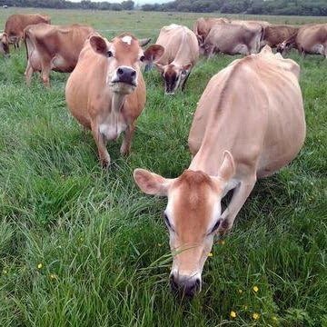 Raw Organic Whey vacas Jersey pastando en granja para calidad grass-fed