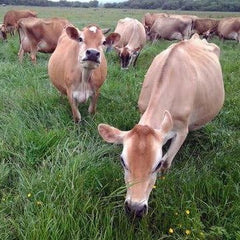 Raw Organic Whey vacas Jersey pastando en granja para calidad grass-fed