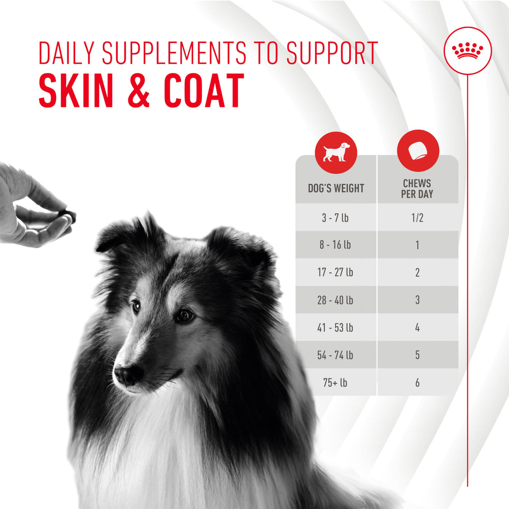 ROYAL CANIN pelaje brillante en perro adulto mostrando beneficio estético