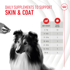 ROYAL CANIN pelaje brillante en perro adulto mostrando beneficio estético