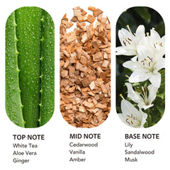 scent collection etiqueta detallada con nombre y notas, facilita identificación