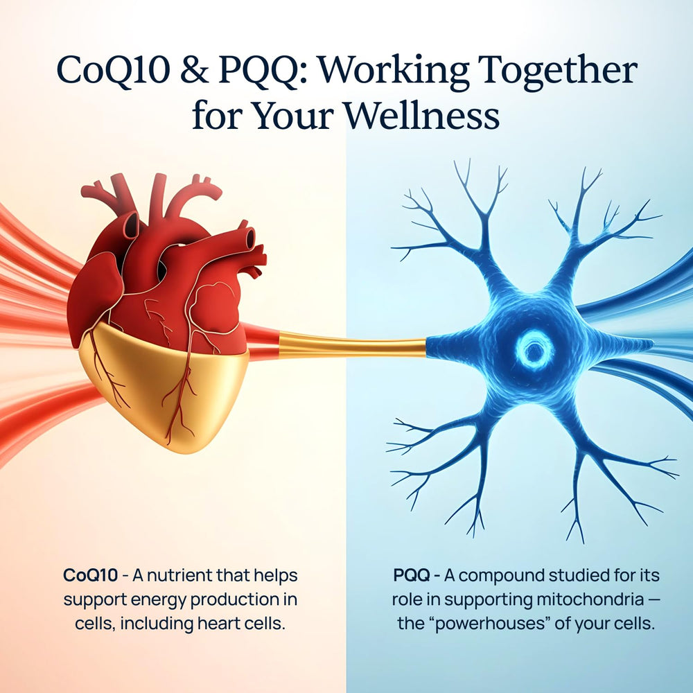 Simple Promise ingredientes CoQ10 PQQ y shilajit juntos evidenciando sinergia