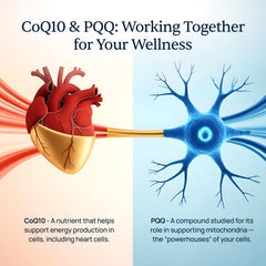 Simple Promise ingredientes CoQ10 PQQ y shilajit juntos evidenciando sinergia