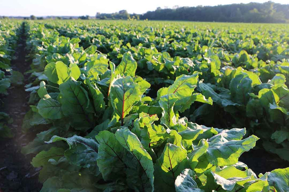 Standard Process cápsula cerca de otras vitaminas para combinación segura