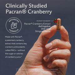 Primer plano de Pacran cranberry, ingrediente clave de Sunergetic con antioxidantes