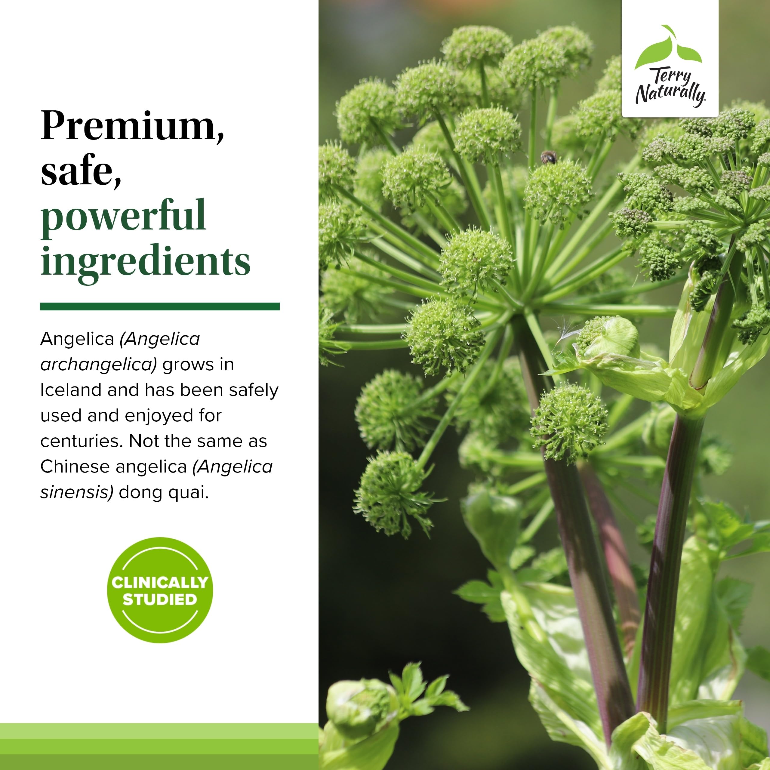 Terry Naturally frasco junto a objeto para comparar tamaño del producto