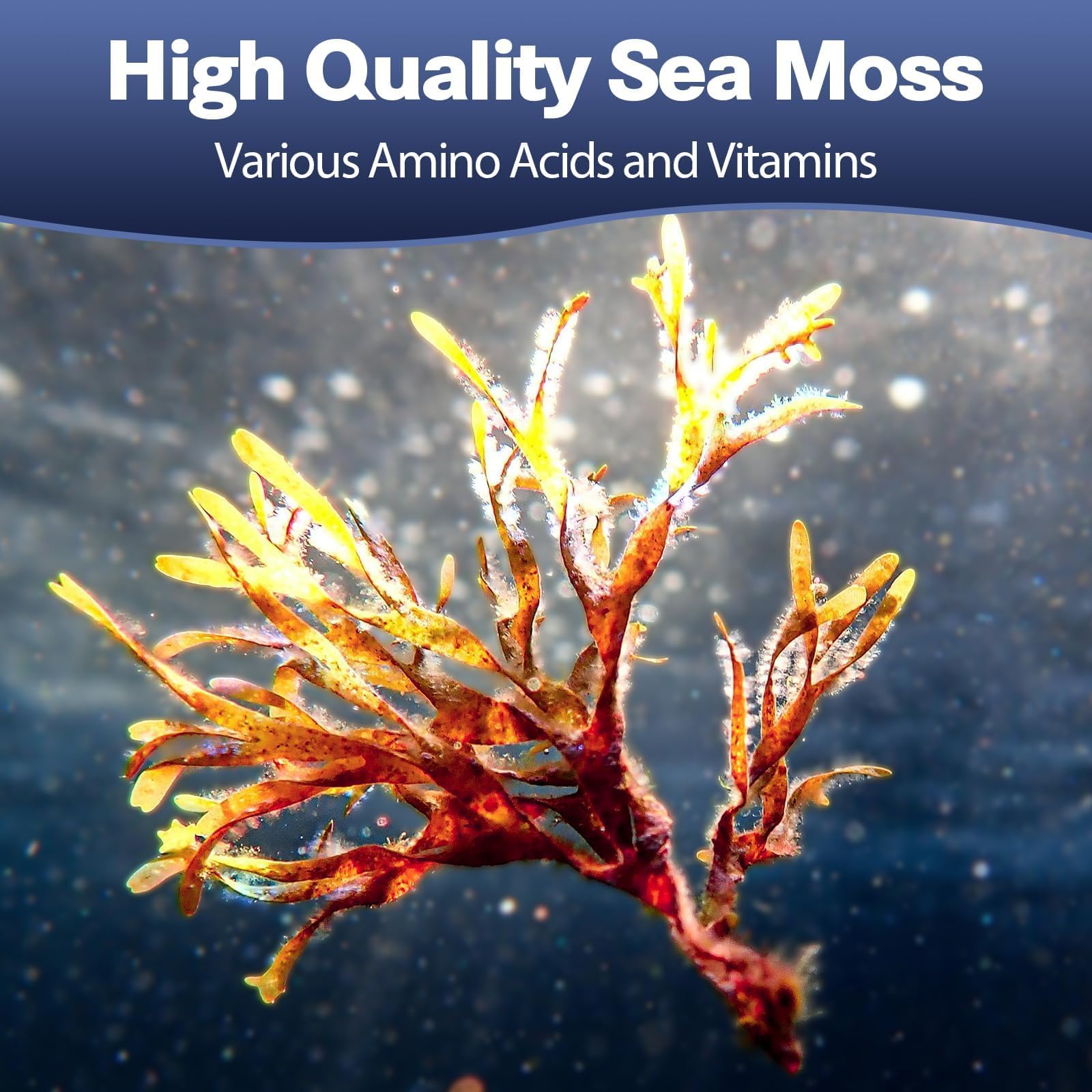 Totaria ingredientes sea moss en primer plano, evidencia de minerales naturales