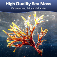 Totaria ingredientes sea moss en primer plano, evidencia de minerales naturales