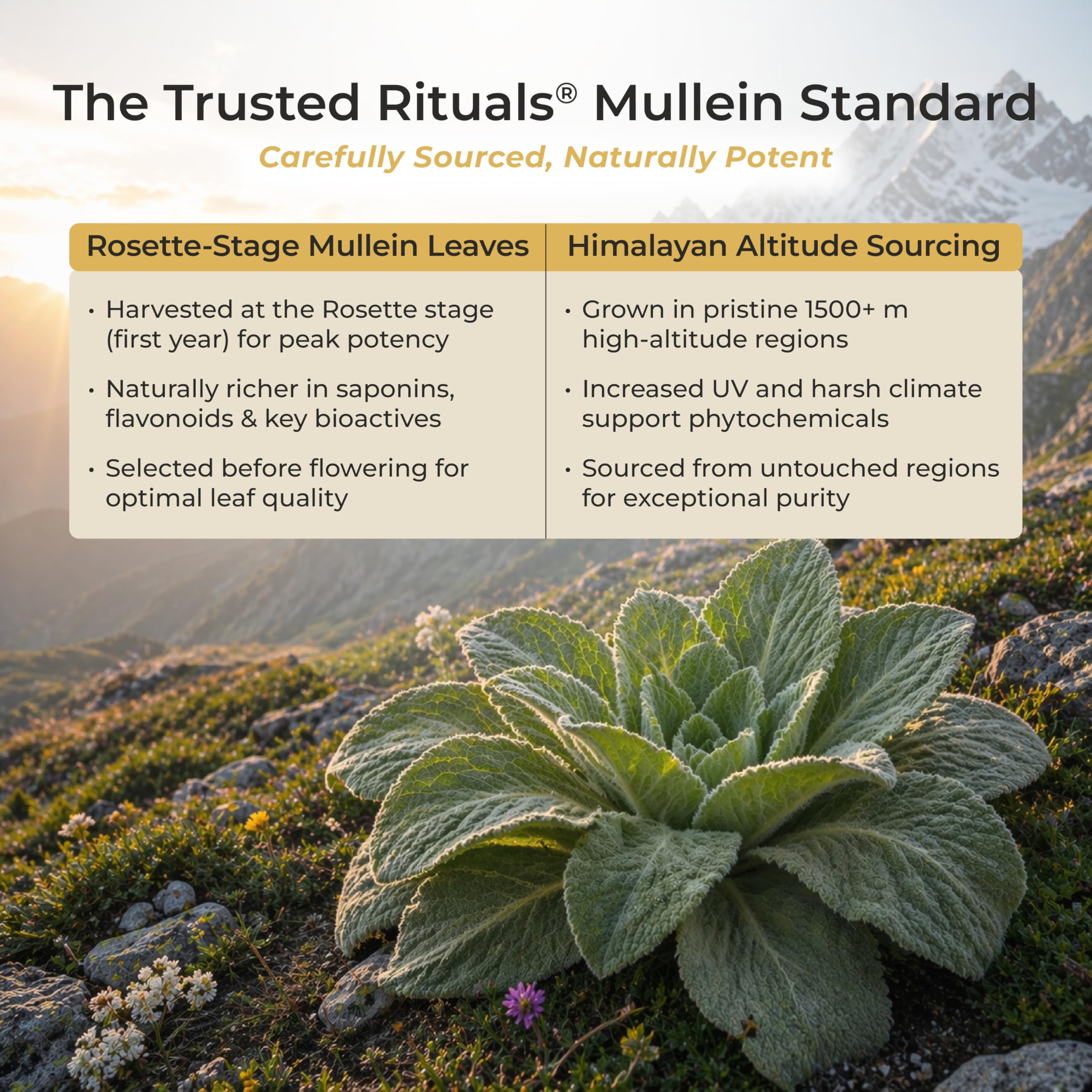 Trusted Rituals stick vertido en taza de té mostrando uso como endulzante