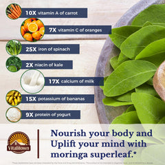 Vitalitown hojas de moringa recolectadas a mano en la granja para garantizar origen único