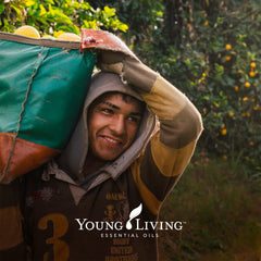 Young Living botella 15 ml junto a mano para referencia de tamaño