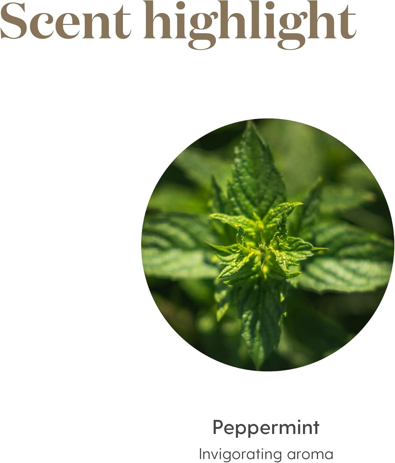 Young Living Peppermint aplicado con masaje diluido para sensación fría y reconfortante