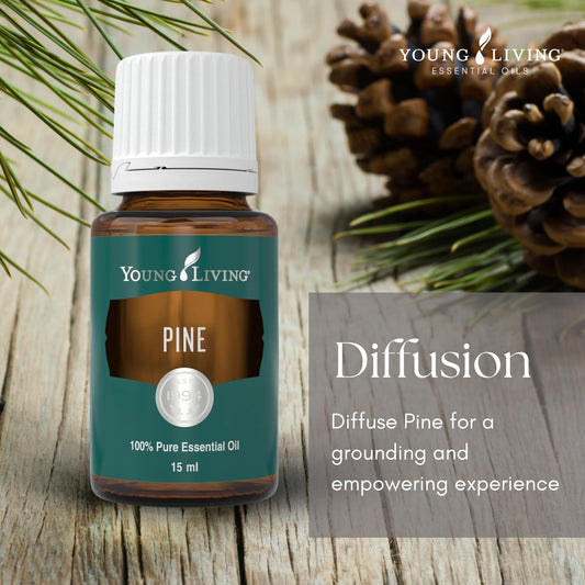 Young Living Pine Essential Oil diffuser releasing a calm, earthy scent.