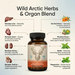 Zotreval ingredientes naturales: órganos de reno y botánicos árticos juntos